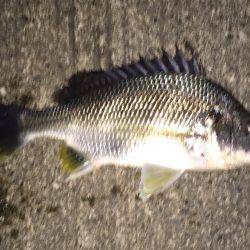 人生初チヌ求めて