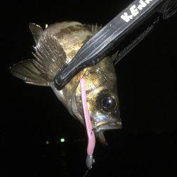 順調に釣れております(^^)