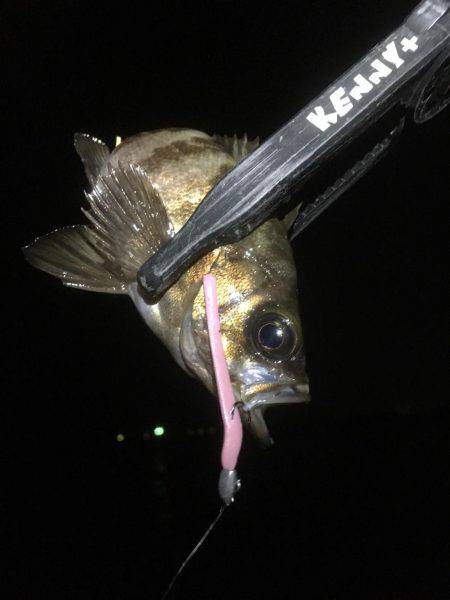 順調に釣れております(^^)