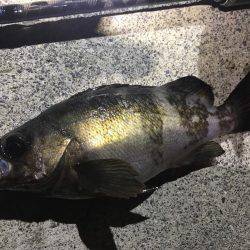 フロートリグでメバリング