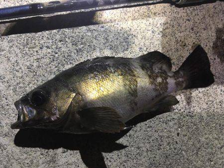 フロートリグでメバリング