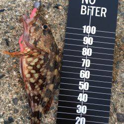 メバリングのはずがガシリング。