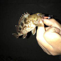 メバリング難攻!!釣れたのはミニガシラ‥