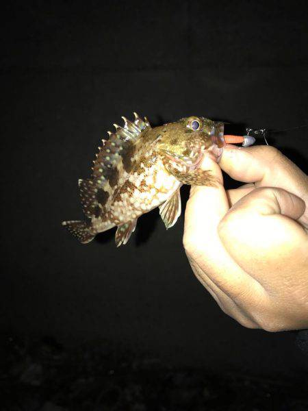 メバリング難攻!!釣れたのはミニガシラ‥