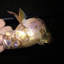 宇野港でナイトフィッシング