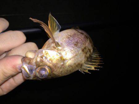 宇野港でナイトフィッシング