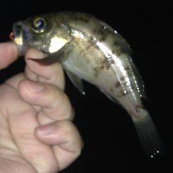 垂水漁港でメバリング!!