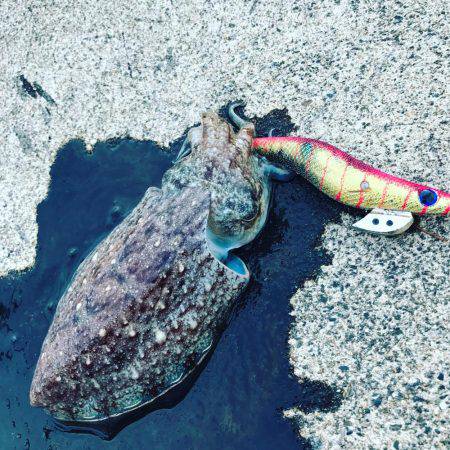 コウイカ数釣りシーズン少なめの7杯