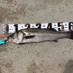 サゴシはいずこへ？