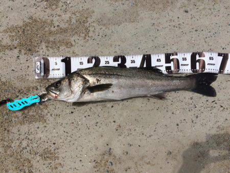 サゴシはいずこへ？