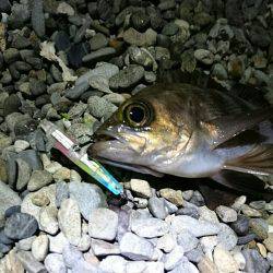 プラッキングメバル