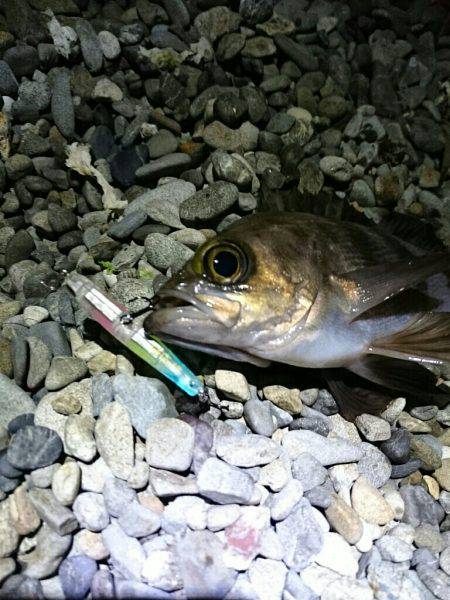 プラッキングメバル