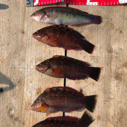 カワハギ釣れたよ