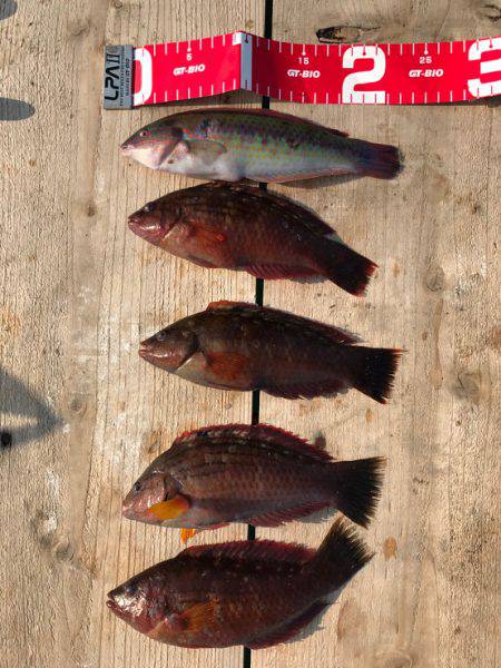 カワハギ釣れたよ