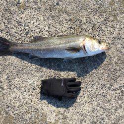 南港 デイシーバス