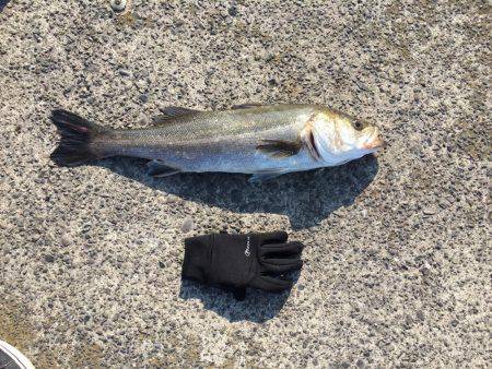 南港 デイシーバス