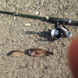 垂水漁港でメバリング!!