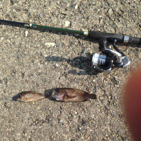 垂水漁港でメバリング!!