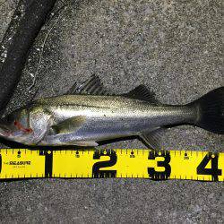 四日市運河 爆釣