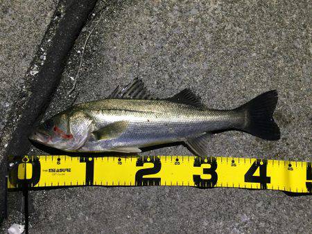 四日市運河 爆釣