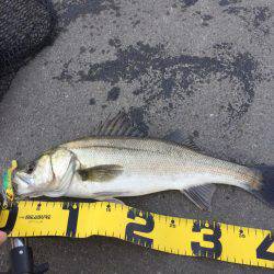 四日市港 デイゲーム