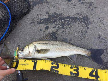 四日市港 デイゲーム