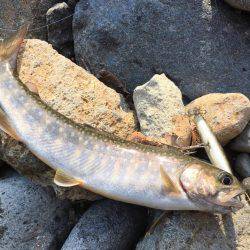 荘川でのルアートラウト