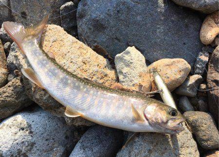 荘川でのルアートラウト