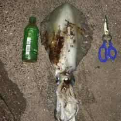 サイトエギングで良型ゲット‼️