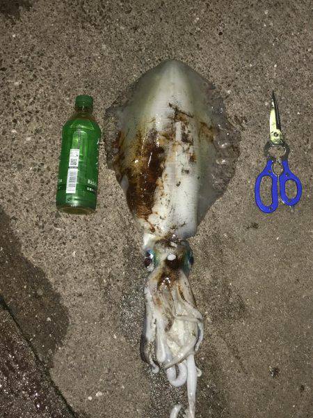 サイトエギングで良型ゲット‼️