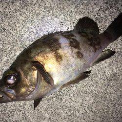 シャローでフロート メバリング！