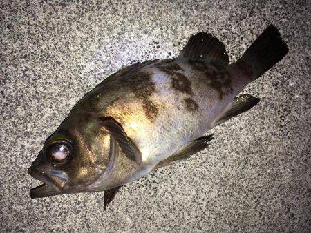 シャローでフロート メバリング！