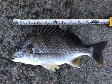 潮の流れが川のよう