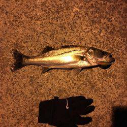 南港 ナイトシーバス