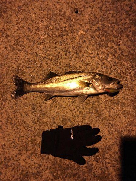 南港 ナイトシーバス