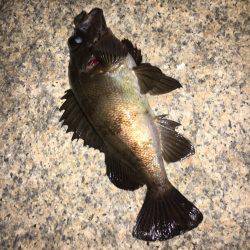 メバリングとエサ釣り