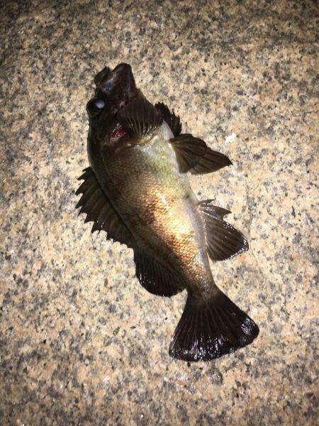 メバリングとエサ釣り