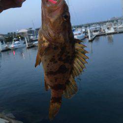 タケノコメバル