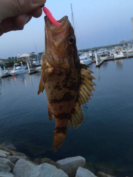 タケノコメバル