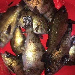 漁港で数釣りメバリング