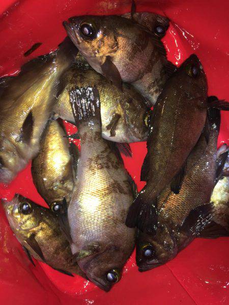 漁港で数釣りメバリング