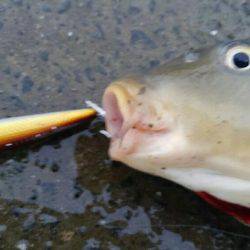 ニュータックルで練習のつもりが⁉