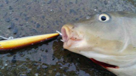 ニュータックルで練習のつもりが⁉