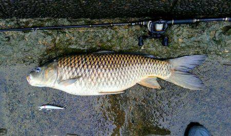 ２匹目のドジョウ狙いに