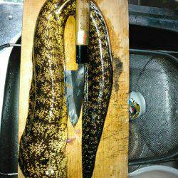 アオリイカのはずが…