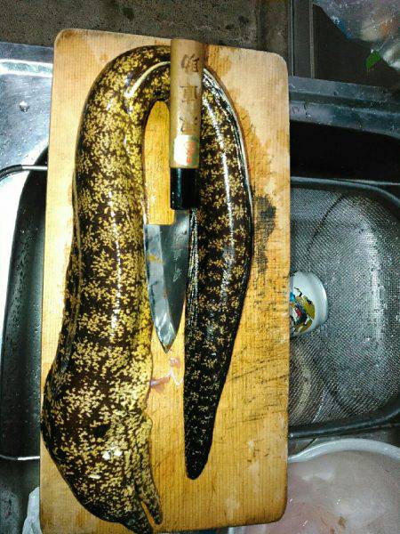 アオリイカのはずが…