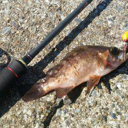 暴風の中ブラクリでメバル