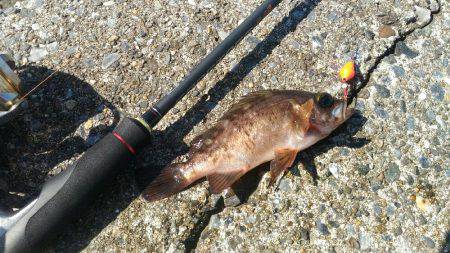 暴風の中ブラクリでメバル