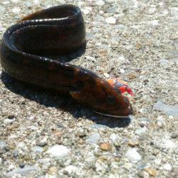 リベンジ達成メバル20cm！