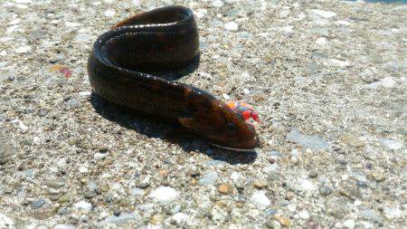 リベンジ達成メバル20cm！